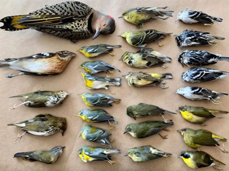 玻璃幕墙建筑导致每年数十亿只鸟死亡